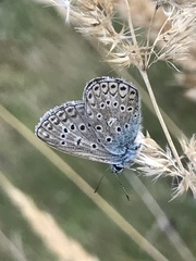 Polyommatus icarus