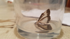 Cydalima perspectalis
