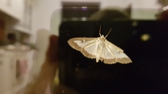 Cydalima perspectalis