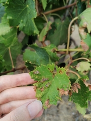 Colomerus vitis