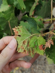 Colomerus vitis
