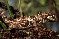 Knysna Dwarf Chameleon photo 5