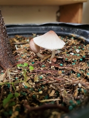 Leucocoprinus ianthinus