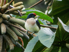 White-Mantled Barbet photo 3