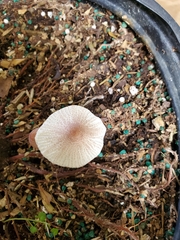 Leucocoprinus ianthinus