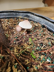 Leucocoprinus ianthinus