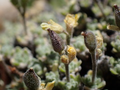 Draba subumbellata