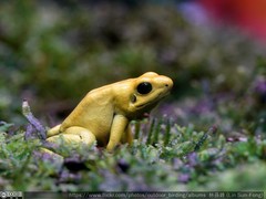 Golden Poison Frog photo 5