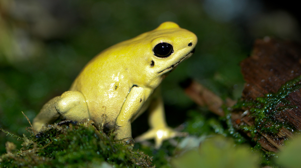 Dendrobate doré (terrible) (Phyllobates terribilis)