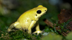 Golden Poison Frog photo 1