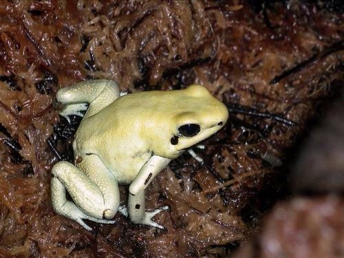 Golden Poison Dart Frog, photo 7 of 8