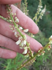 Desmodium macrostachyum