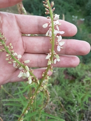 Desmodium macrostachyum