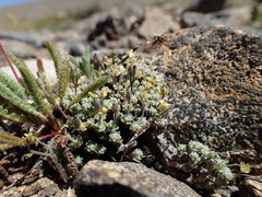 Draba subumbellata