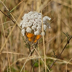 Pyronia tithonus