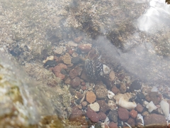 Clibanarius aequabilis