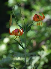 Lilium pardalinum shastense