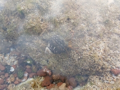 Clibanarius aequabilis