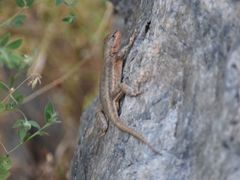 Sceloporus graciosus gracilis
