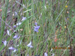 Aegilops triuncialis