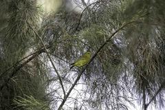 Leiothlypis celata