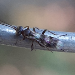 Gelis tenellus