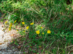 Hieracium laevigatum