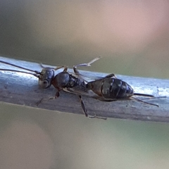 Gelis tenellus