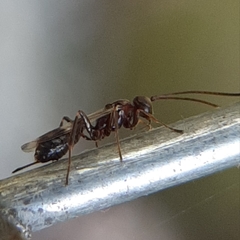 Gelis tenellus