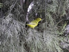 Setophaga petechia