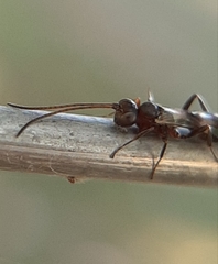 Gelis tenellus