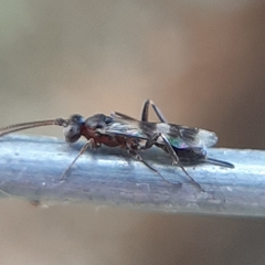 Gelis tenellus