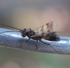 Gelis tenellus