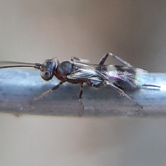 Gelis tenellus