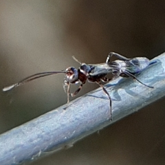 Gelis tenellus