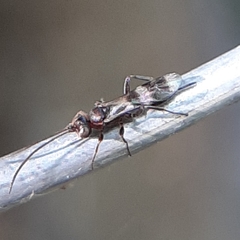 Gelis tenellus