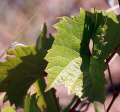 Vitis acerifolia