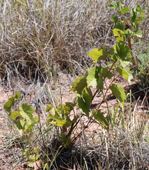 Vitis acerifolia