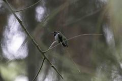 Calypte anna