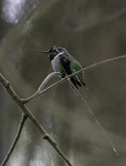 Calypte anna