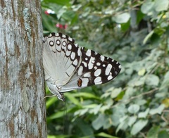Mariposa chasqueadora