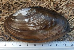 Pyganodon grandis