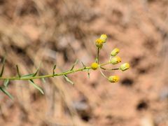 Erigeron inornatus