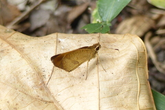 Synapte malitiosa