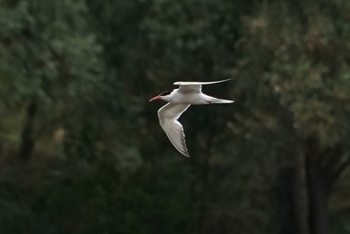 Sterna hirundo