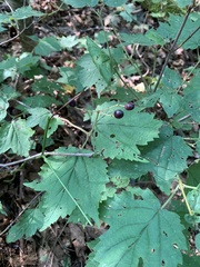 Viburnum acerifolium