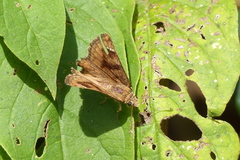 Nisoniades macarius