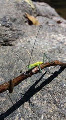 Tithonophasma tithonus