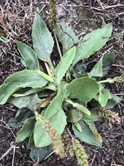 Plantago eriopoda
