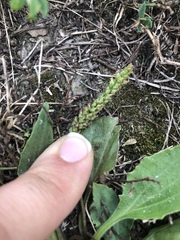 Plantago eriopoda